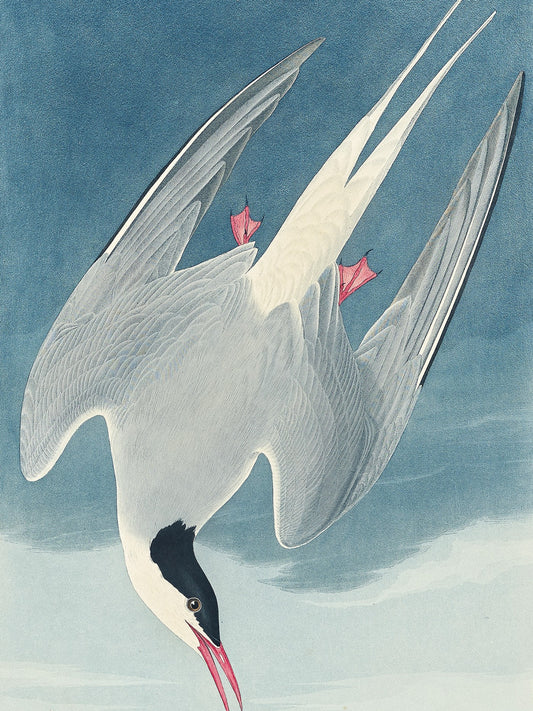 Plakat  Rybitwa Popielata, J.J.Audubon Vintage do Salonu