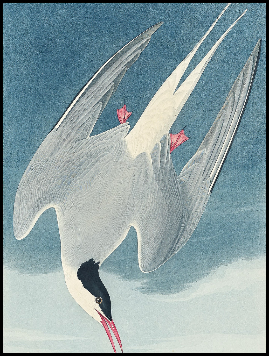 Plakat  Rybitwa Popielata, J.J.Audubon Vintage do Salonu
