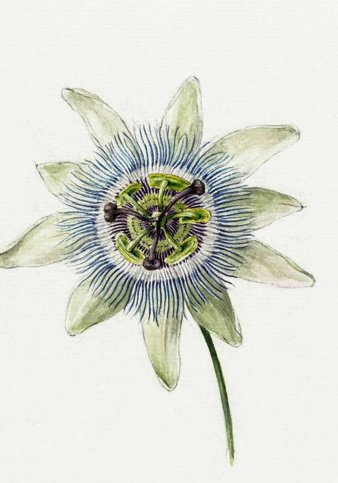 Plakat  Passion Flower, Jean Bernard Vintage do Salonu