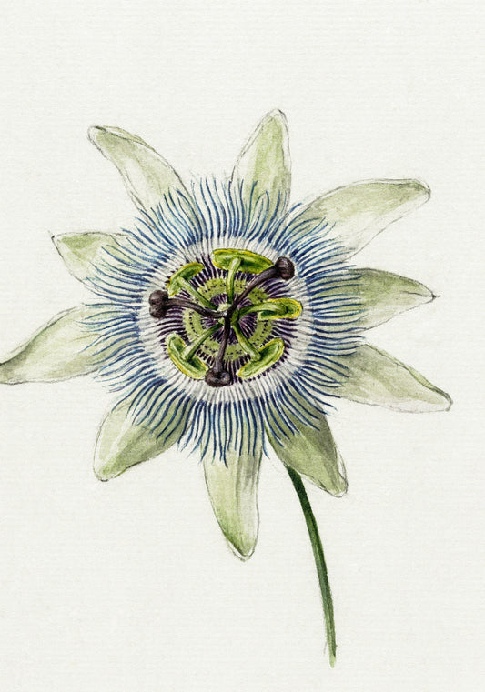 Plakat  Passion Flower, Jean Bernard Vintage do Salonu