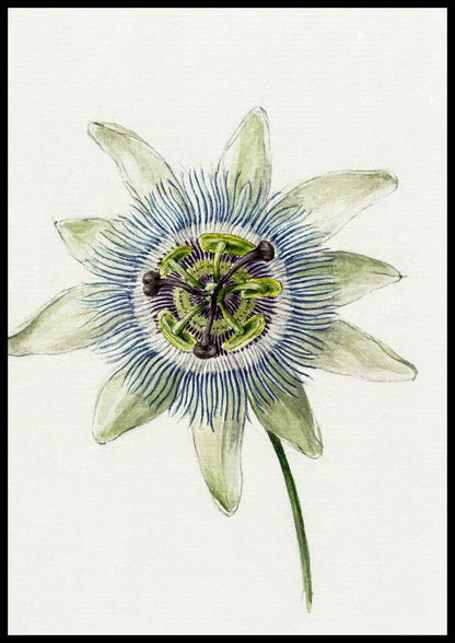 Plakat  Passion Flower, Jean Bernard Vintage do Salonu