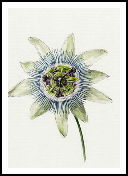 Plakat  Passion Flower, Jean Bernard Vintage do Salonu