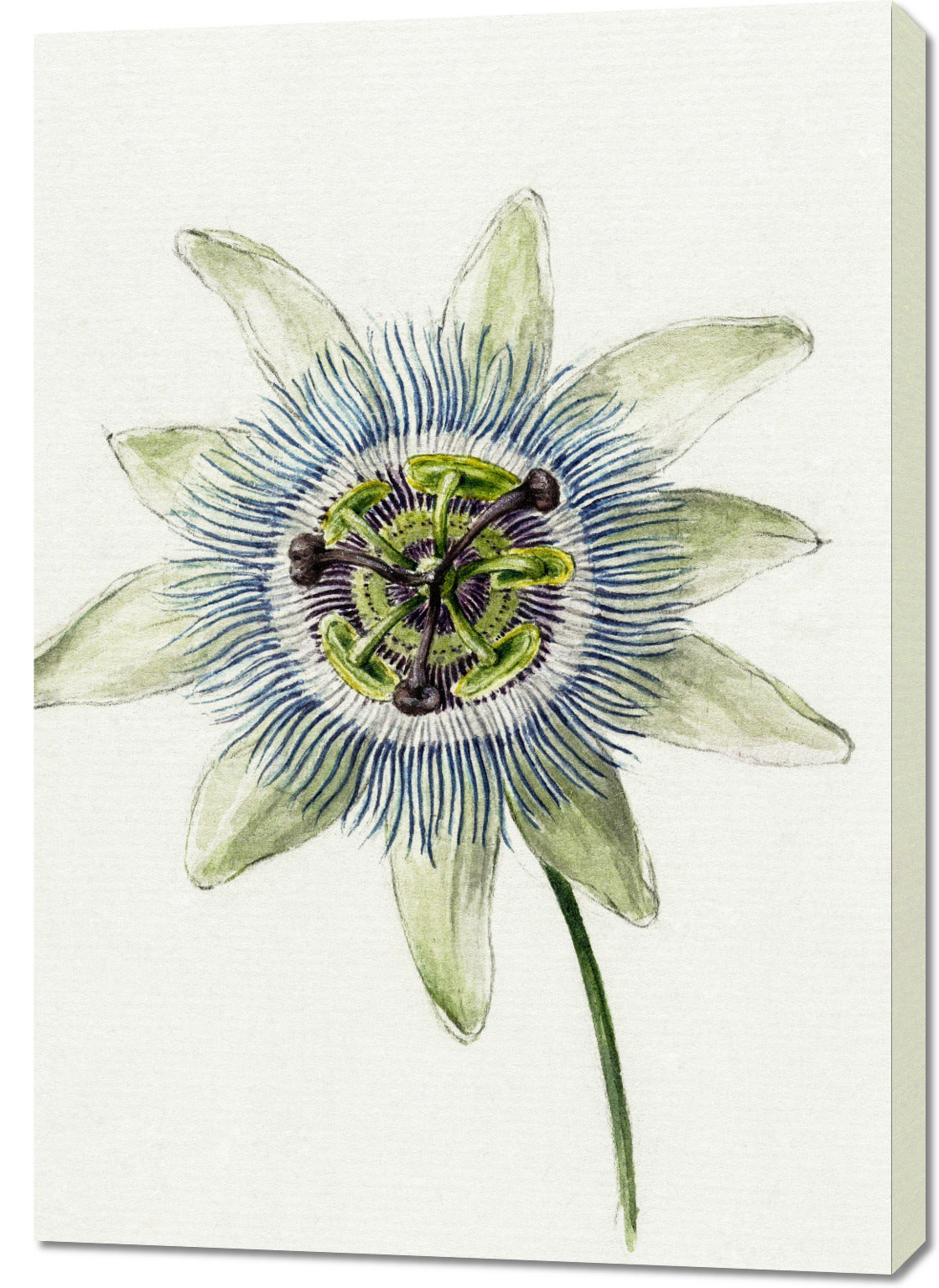 Obraz  Passion Flower, Jean Bernard Vintage do Salonu