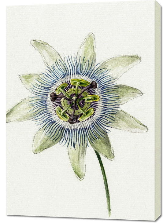 Obraz  Passion Flower, Jean Bernard Vintage do Salonu