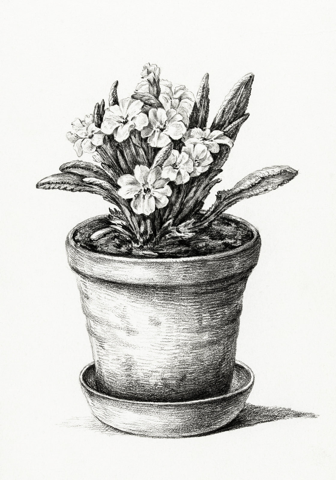 Plakat  Roślina Doniczkowa, Jean Bernard Vintage do Salonu