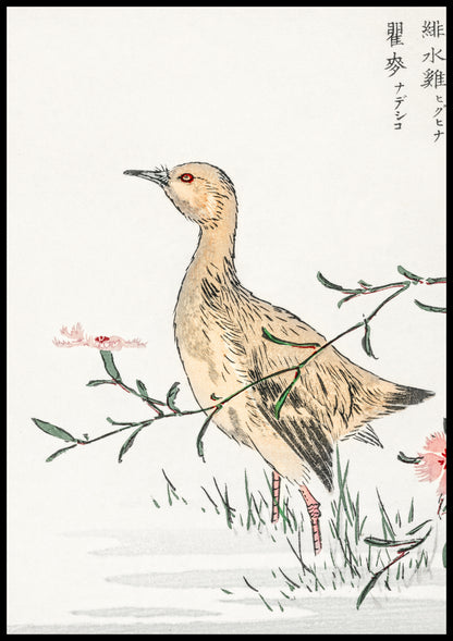 Redshank, Kashu - Plakat z Motywem Przyrody