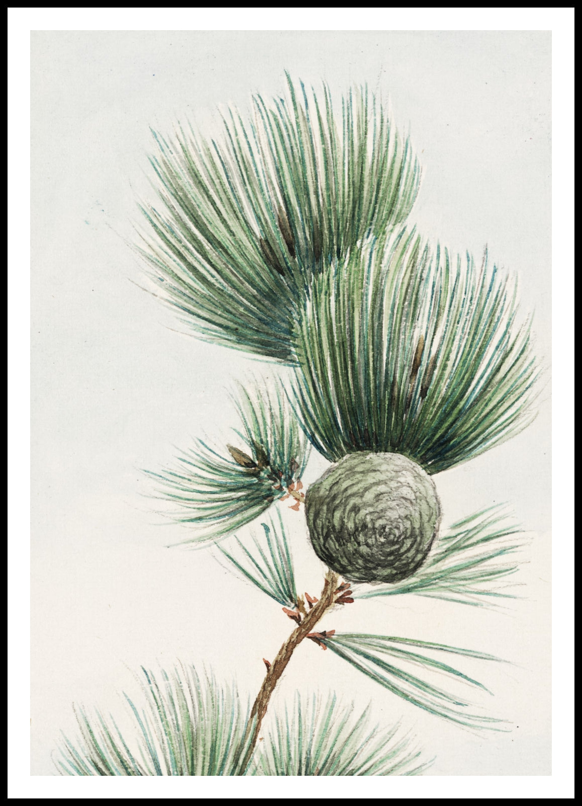 Gayo Matsu Pine - Plakat by Megata Morikaga