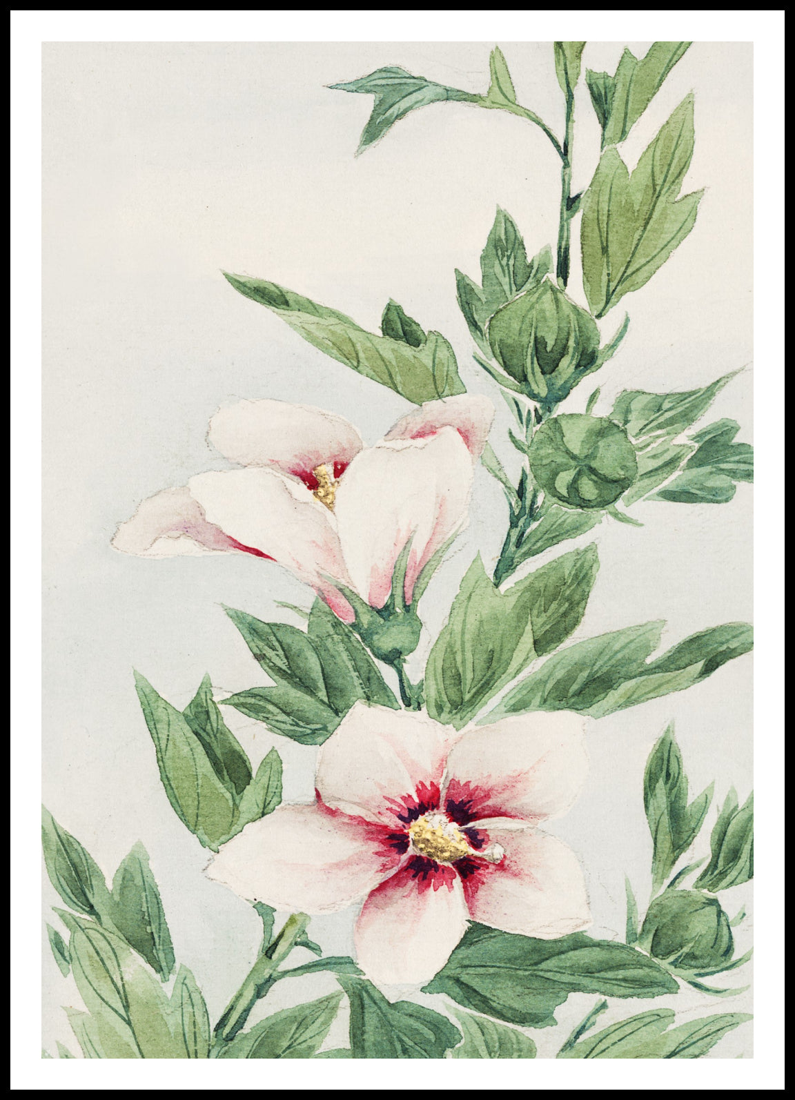 Hibiscus - Plakat Akwarelowy by Megata Morikaga