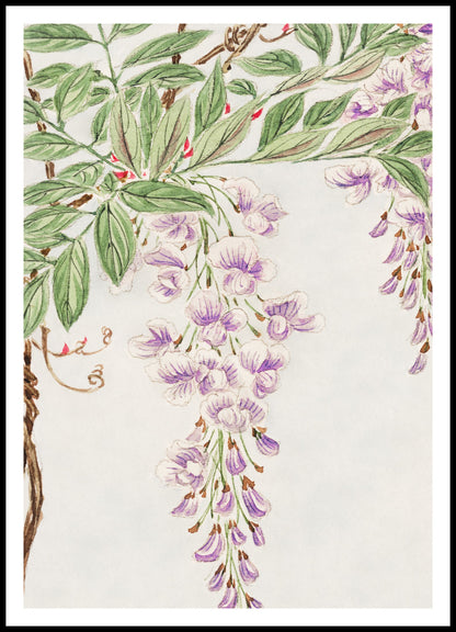 Wisteria Vine - Plakat Megata Morikaga