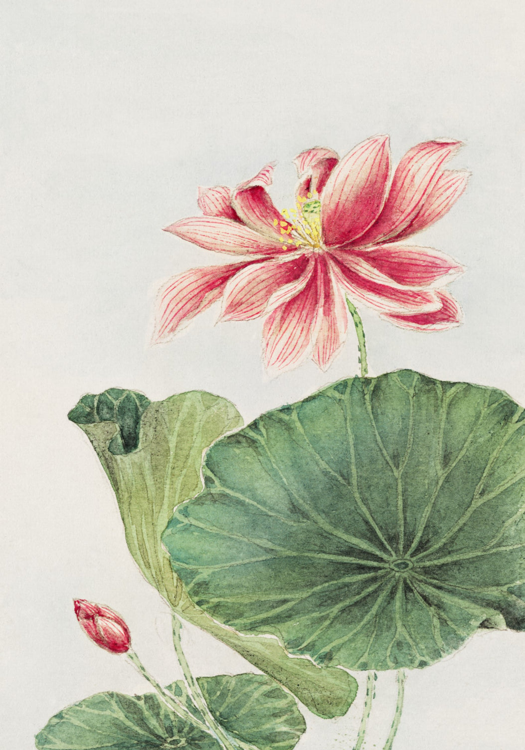 "Hasu Lotus" by Morikaga – Ilustracja Botaniczna