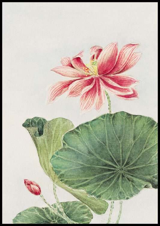 "Hasu Lotus" by Morikaga – Ilustracja Botaniczna