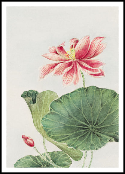 "Hasu Lotus" by Morikaga – Ilustracja Botaniczna